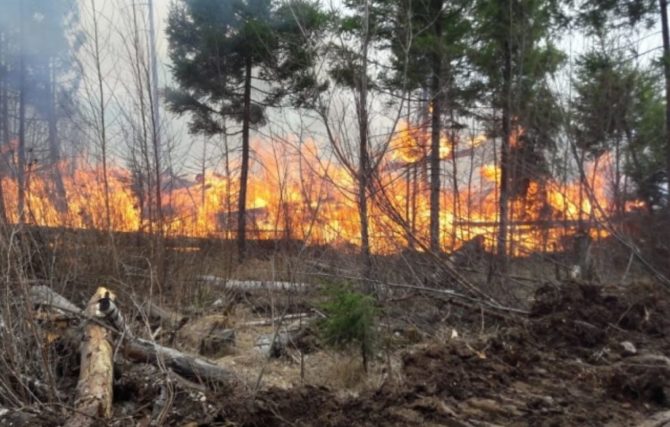 В Прикамье заявили о высоких рисках лесных пожаров в мае-июле
